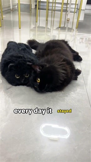 A cat with no facial features