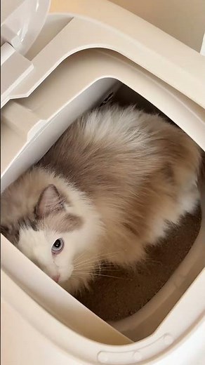 猫砂のムダ、本当に仕方ない？PetSnowy全自動猫トイレは、通路に専用猫砂パッドを設置し、猫ちゃんの足裏についた砂をしっかりキャッチ。猫砂の散らかりや不必要なムダを最小限に抑えます🌿