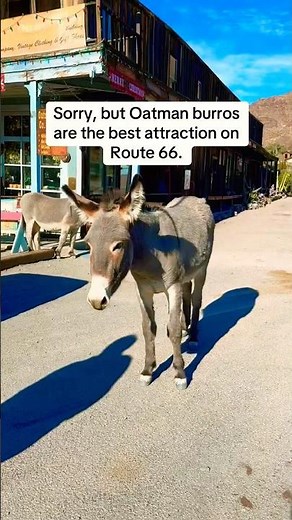 Oatman: The Ghost Town Overrun by Friendly Burros