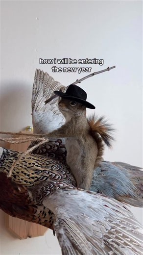 475K views · 10K reactions | Am i right? #tulsa #taxidermy #oddities #naturalhistory #oklahomanature #oklahoma | Black Moth | Facebook