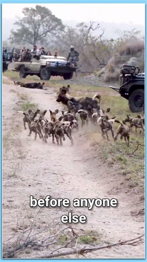 Wild dog puppy raising system - one of the best puppy raising systems | #animalshorts #wildlife