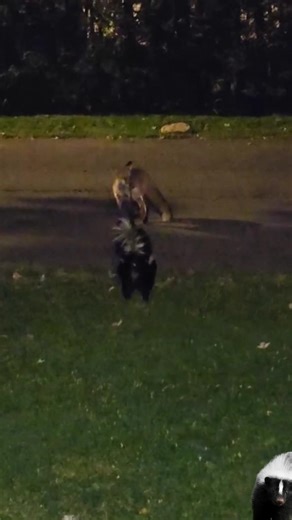 🦊fox vS skunk🦨