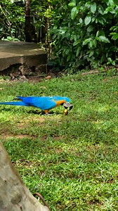 🦜The macaw is one of the most iconic birds of Brazil, known for its striking colors and intelligence. Found in rainforests, savannas, and wetlands, macaws are a key part of Brazil’s biodiversity, with species like the blue-and-yellow macaw and the scarlet macaw being especially famous. They are highly social birds, often seen flying in pairs or groups, and their loud calls can be heard echoing through the jungle. Unfortunately, habitat destruction and illegal wildlife trade have threatened thei