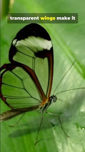 7 Gorgeous Insects #Insects #NatureShorts #Wildlife