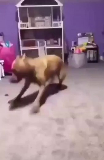 Crazy Dog Spinning in Circles