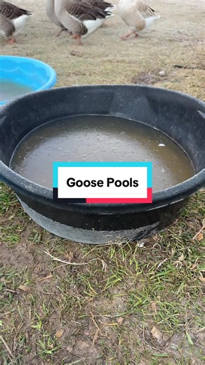 Cleaning Goose Pools for Happy Geese
