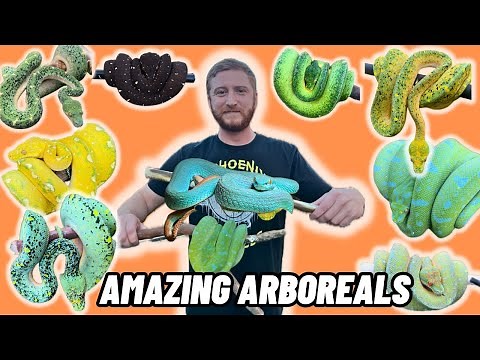 A Private Tour Of The Most EPIC Reptile Collection! Some of the BEST reptiles in the WORLD