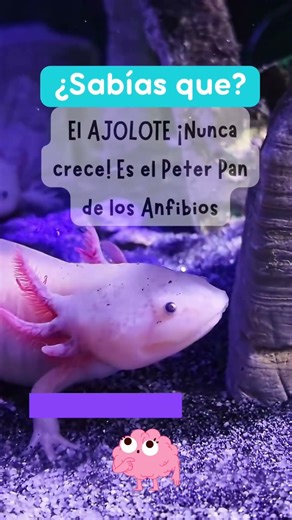 Axolotl Regenerates ❤️🐾•Rarest Animals in the 🌎 #learn #animalfacts #didyouknow