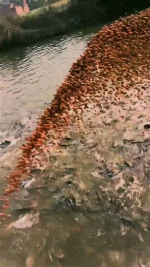 Fish Farming Start Karne Se Pehle Ye Jarur Dekho