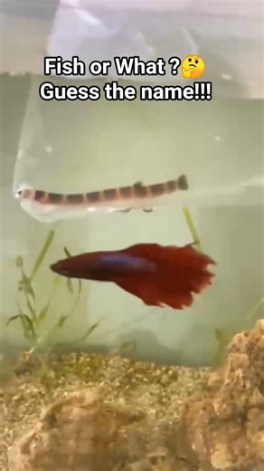 ❤️#fish #aquarium #shortvideo #arowana #viralvideo #trending #foryou #youtubeshorts #yt