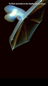  The dark waters of the deep sea are home to millions of unique and...