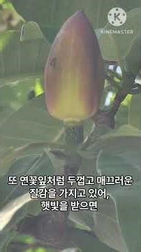 [Jung Jae-yong's Perspective] Lotus Flowers Blooming on Mountains
