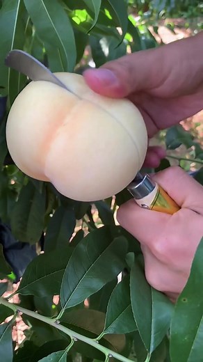Harvesting Fresh Peaches: A Step-by-Step Guide