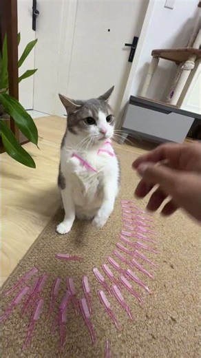 Cute Kitty Needs Your Help: A Heartwarming Rescue Story