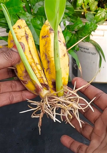 Gardening Tips And Tricks #gardeners #gardeningtipsandtricks #gardeningtiktok #gardenvideos #vegetablegarden @TikTok France @TikTok Italia @TikTok Deutschland @TikTok @TikTok Brasil @TikTok Canada @TikTok UK