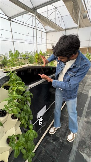 Divyansh Vijay | AgroWise 🇮🇳 on Instagram: "A fogger-based aeroponic system is a soilless farming method where plant roots hang freely in the air and are fed with a nutrient-rich fog produced by an ultrasonic fogger. No soil or growing medium is used. ⸻ ⚙️ Main Components of the System 1. Growing / Root Chamber • A closed, dark container or box • Roots hang freely inside • Darkness prevents algae growth 2. Ultrasonic Fogger • Creates ultra-fine mist (fog) from nutrient solution • Works at ~1.7