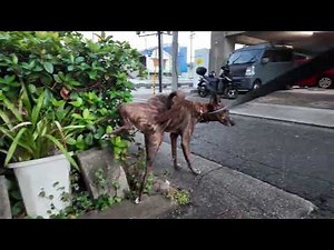 Heartwarming City Walk with My Hound-Like Chinese Rural Dog