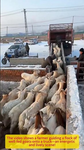 🐐Loading Goats for the Market！
