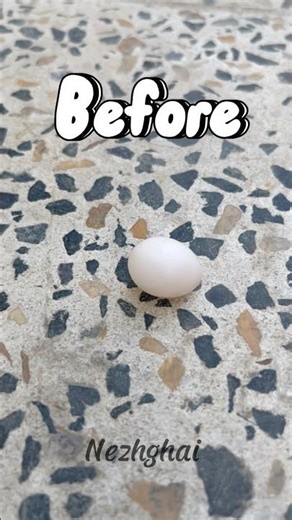 Budgie Before and After: From Egg to Flying Bird #BudgieGrowth #BabyBudgie #BudgieJourney#shorts