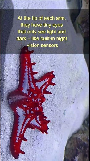 Amazing Starfish Facts | Ocean Animals Explained