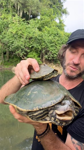 Showing the difference in size between male and female Barbour’s map turtles Handled under permits #turtles #animals #wildlife #comservation | Greg’s Turtle Haven