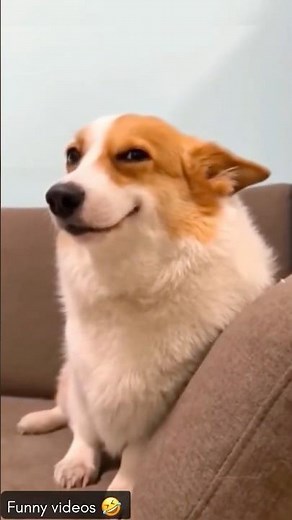 Try Not to Laugh Challenge: Funny Dogs Smiling Edition 🐶🤣 #funny #pets #funnyvideo #funnypet #dog
