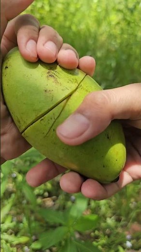 Mango | Mango fruit benefits
