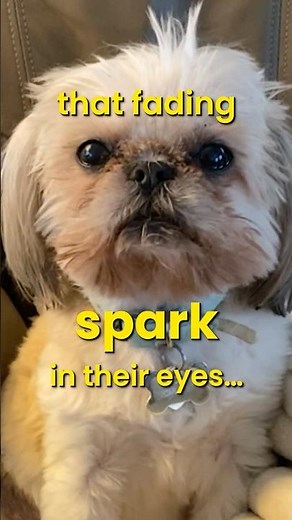 How to Help Senior Dogs Stay Happy Longer 👆👆