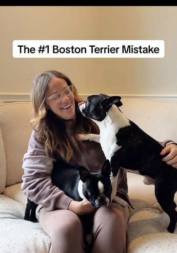 Boston Terrier Owners: Avoid This Common Mistake