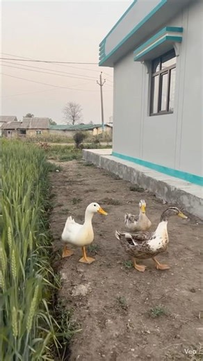 DUCKS ENJOYING #duck #youtubeshorts #nature