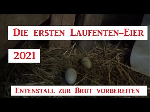 The first Indian Runner duck eggs of 2021. The coop needs to be prepared for incubation!
