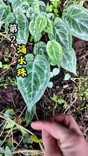 Do You Know That Snakes Fear These Plants