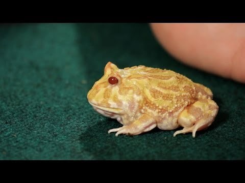 3 Care Tips for Pac-Man Frogs | Pet Reptiles