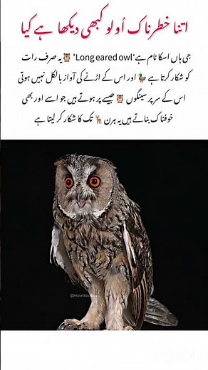 Meet the long areed owl 🦉 Amazing nature facts#animals #wildlife #nature #naturelovers