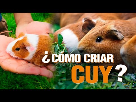 How to raise guinea pigs on a budget? Step by step.