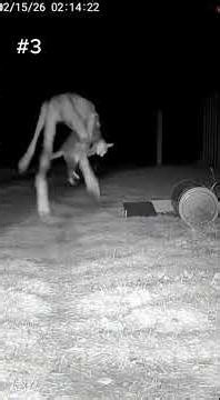 5 SKINWALKER ENCOUNTERS CAUGHT ON CAMERA