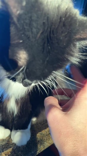 Playing my cat’s strings 🥰 #tuxedocat #catsoftiktok #cutecatvideos | cats videos