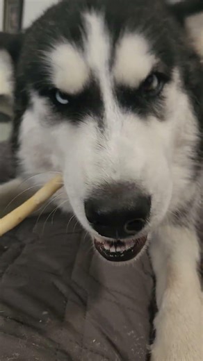 Husky and poodle playing #husky #dog #huskylife #siberianhusky #puppy #poodle #viralshorts