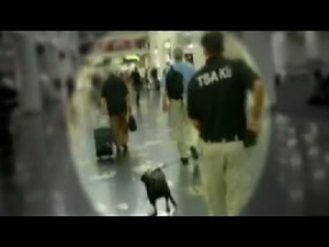 Airport Security: Bomb-Sniffing Dogs Report Says Dogs Can't Detect Bombs