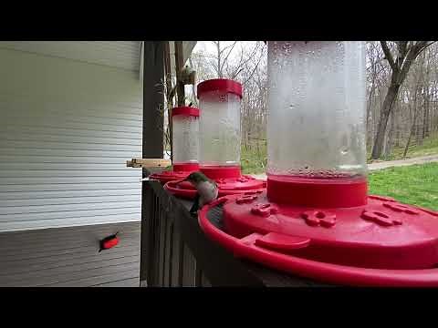 Hummingbird Mating Dance