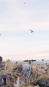 The Black Friday sale is rocking and rolling. The Lucky Pair is a great value that really adds on to your motion on a budget. For you predator guys, there’s great deals on the roughneck with a free lithium battery pack, as well as the riot. For the dog crowd, we have discounts on all the kennel covers as the cold weather sets in. Check it out at the lucky duck website. #hunting #decoys #ducks #luckyduck | Lucky Duck Premium Decoys