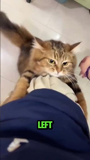 Do cats actually love us? The truth revealed 🐱 #catfacts #science #pets