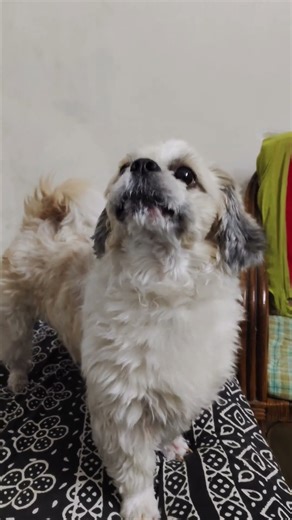 Chocki’s Barking Mode ON 😂🐶