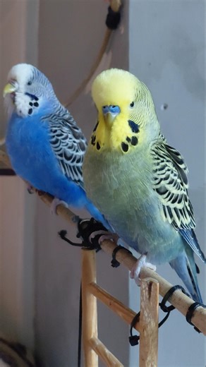 Perching pretty chirpy