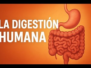 ¿Cómo funciona la digestión humana? Digestión mecánica, química y órganos clave explicados.