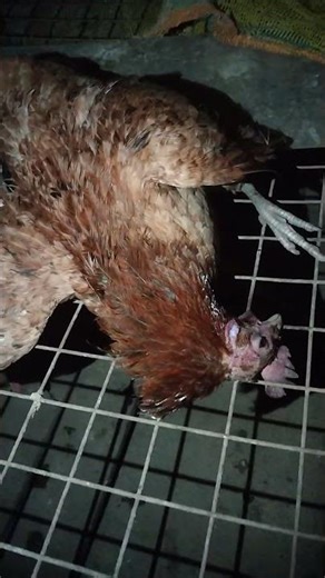 murgi mara jacha #death #hen #murga #shortsviral #subscribers #support