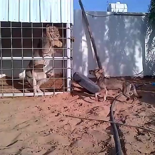 Love it or hate it… nature’s wild side never fails 😱🌹🕷️ #Spider #Tarantula #Arachnophobia #AnimalLovers #Wildlife2025 | Sa shx777