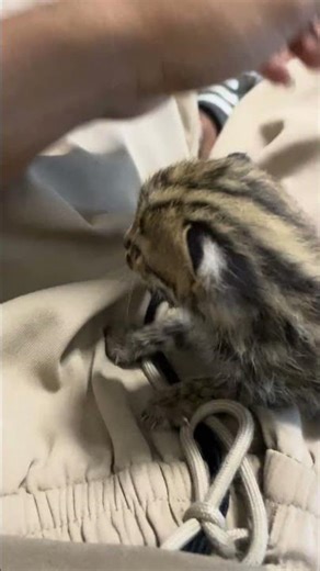 Baby fishing cat #cat #kitten #fishingcats