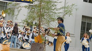 Tree choppin' zone ⚠️ #GoBears x #BigGameWeek | Cal Bears