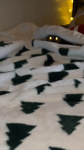 Understanding Tortoiseshell Cats and Their Unique Attitude